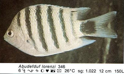 Abudefduf lorenzi